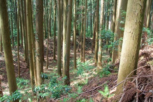 20190421-烏山城攻め2-063