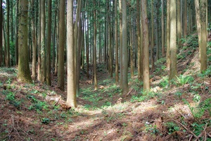 20190421-烏山城攻め2-067