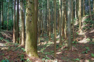 20190421-烏山城攻め2-068