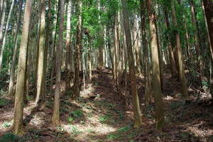 20190421-烏山城攻め2-069